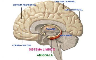 El acúfeno (tinnitus) severo no es solo un zumbido: es un trastorno cerebral